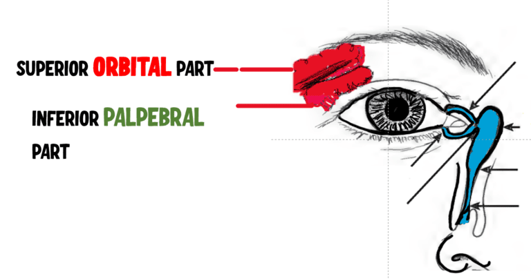 orbital an dpalpebral lobe of lacrimal gland
