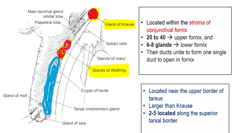 accessory lacrimal glands. glands of krause, glands of wolfring