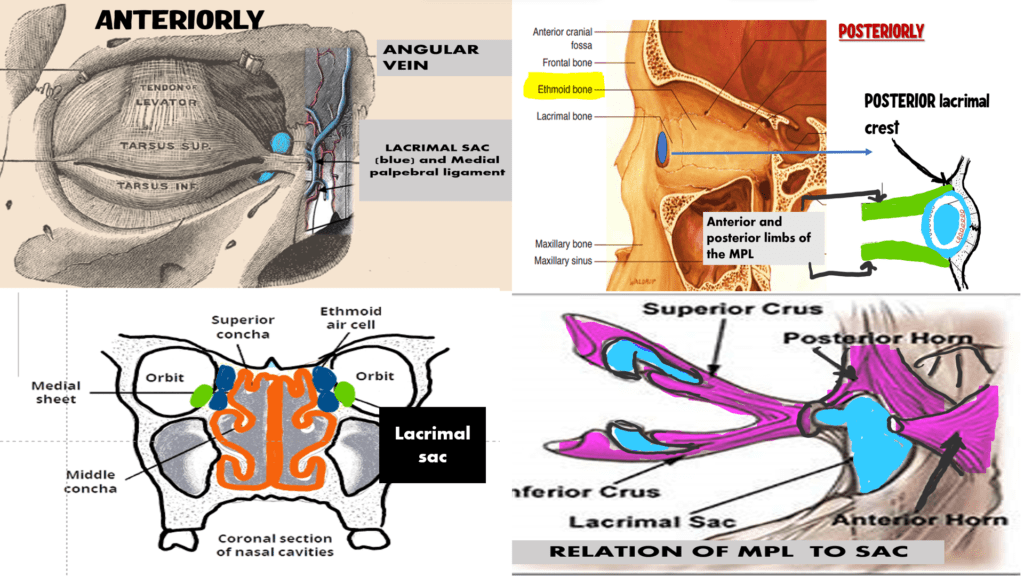 lacrimal sac relationships