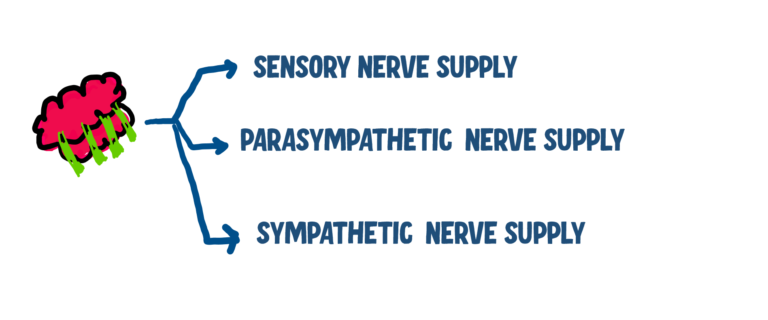 schematic image summarising three types of innervations to lacrimal gland, sensory, parasympathetic and sympathetic