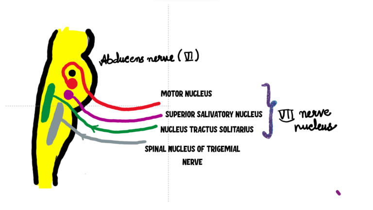Image showing various nucleus of the facial nerve. Motor nucleus, superior salivatory nucleus, nucleus tractus solitarius