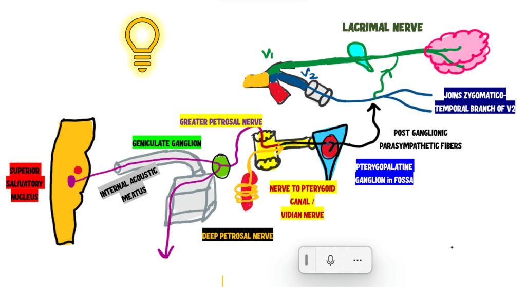 image showing the nerve supply to the lacrimal gland through a hand drawn diagram