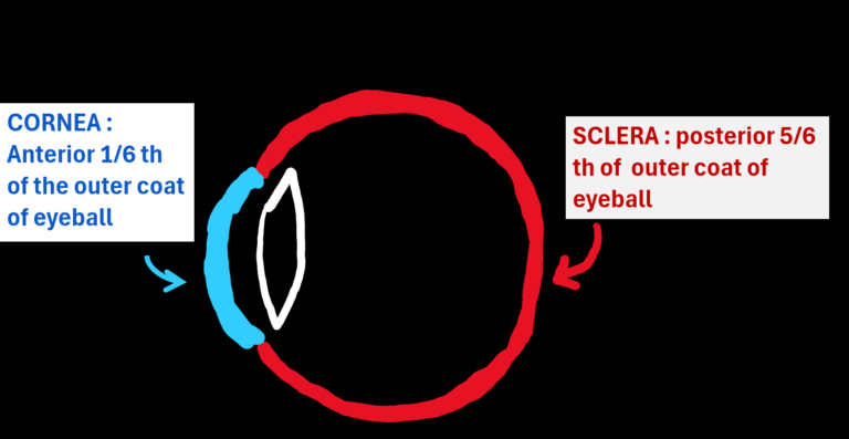 image showing cornea and sclera.cornea forms anterior 1/6th of outer coat of eye andn sclera forms posterior5/6th of outer coat of eye