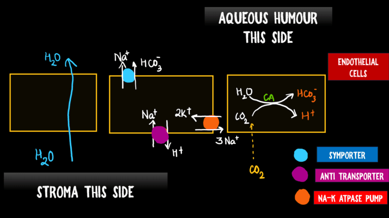 schematic showing working of endothelium pump in cornea