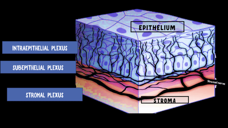 image showing the nerve supply of cornea. the image depicts the subepithelial, intraepithelial and stromal plexus in cornea