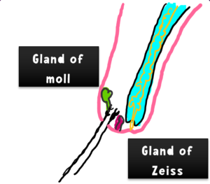 gland of moll and gland of zeiss
