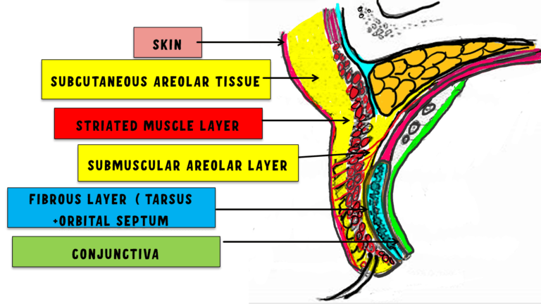 image showing various layers of eyelid
