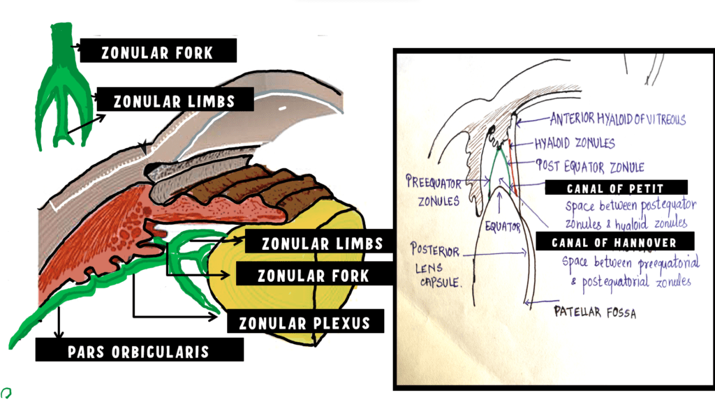 Image illustrating the parts of the zonules.