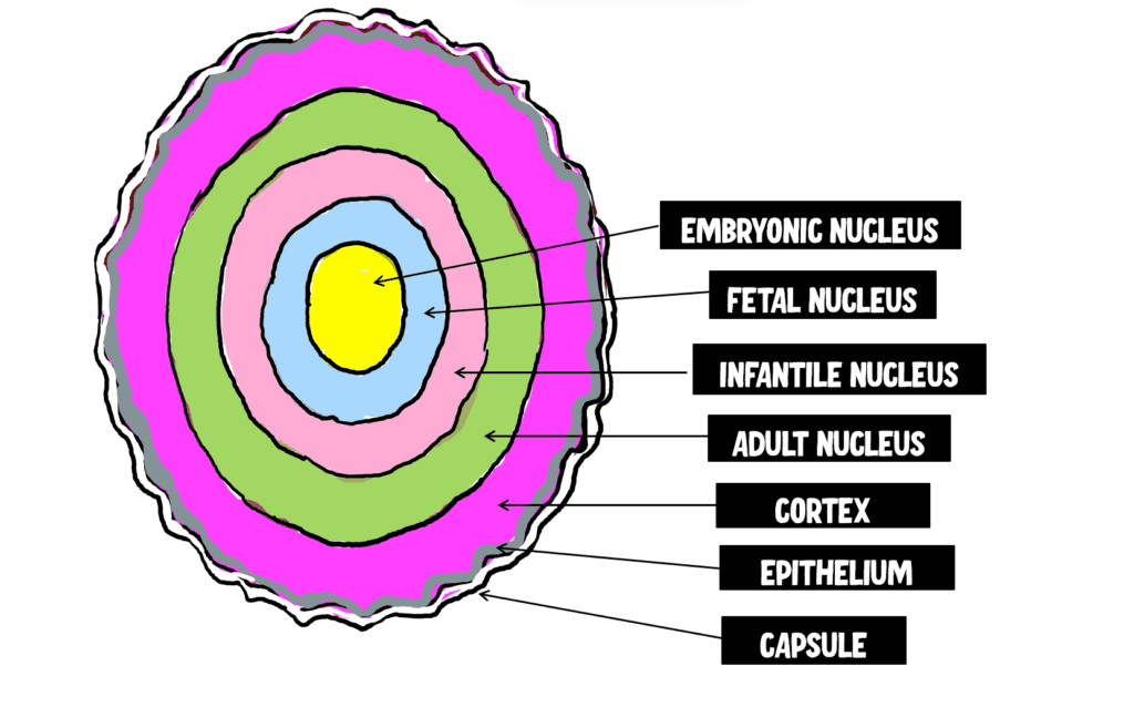 image depicting the layers of lens, fetal nucleus, embryonic nucleus, infantile nucleus, adult nucleus and cortex