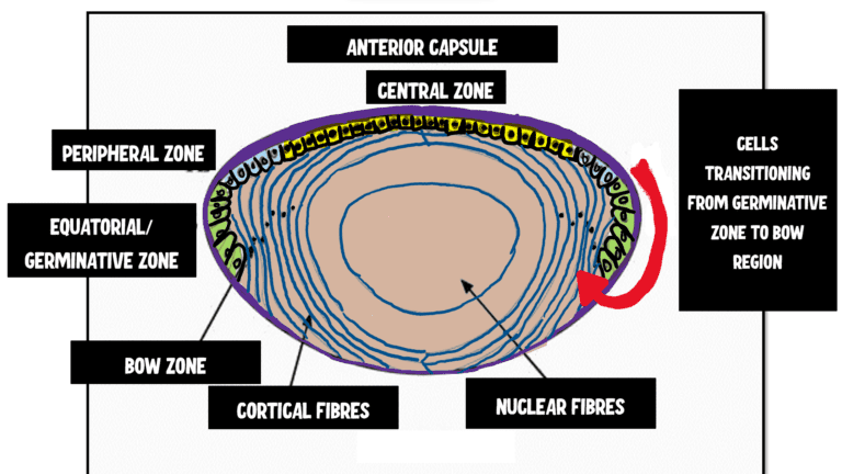 image showing differnet zones of the anteriro lens epithelium; central zone, peripheral zone, germinative/equatorial zone and bow region of lens