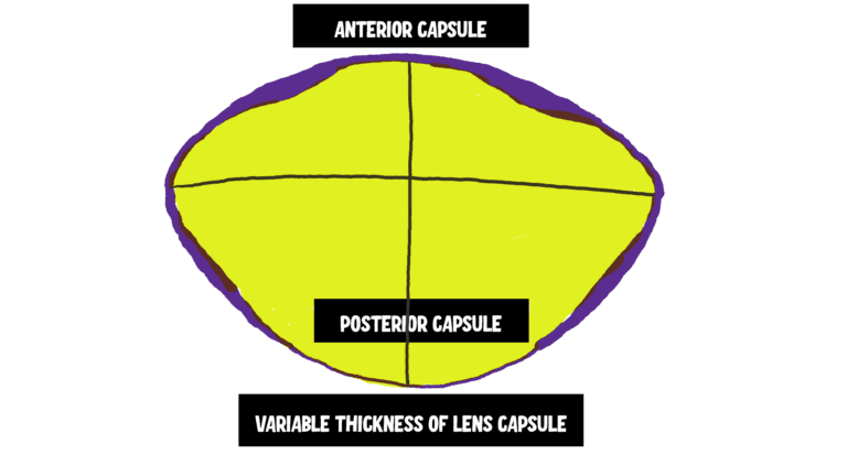 the image depicts the variable thickness of the lens capsule