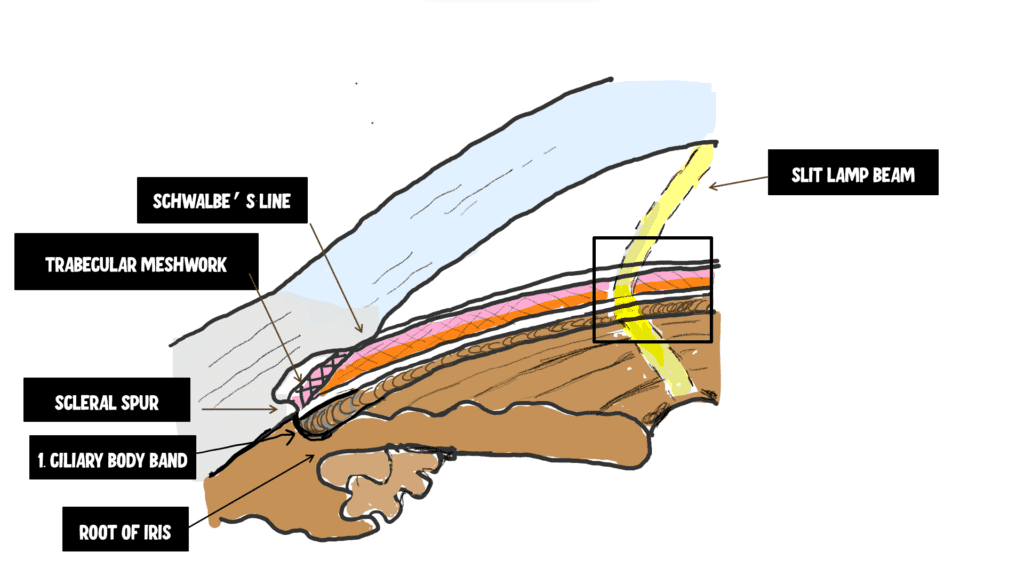 image depicting the angle of the eye and its structure
