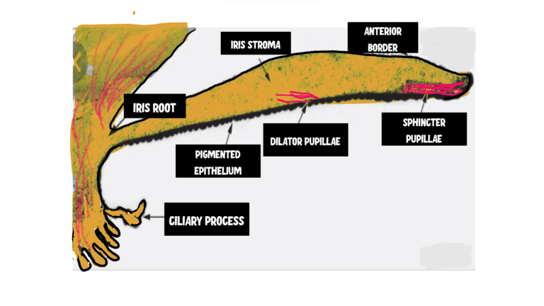image showing the structure of iris and iris root