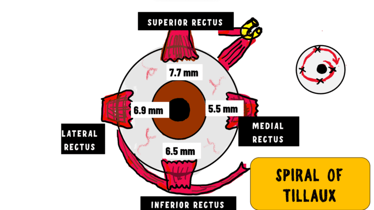 image depicting the distances from the limbus at which the recti insert, this form sthe spiral of tillaux