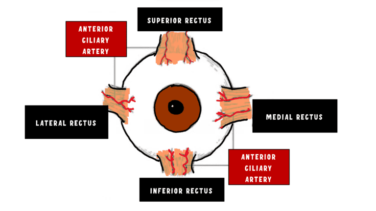 image depicting the anterior ciliary arteries of the extraocular muscle. Each muscle has two but lateral rectus has only one anterior ciliary artery
