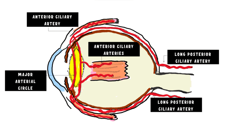 Blood supply of the extraocular muscle