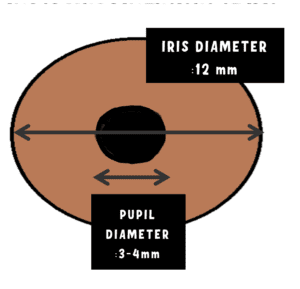 image showing the iris diameter and pupil diameter