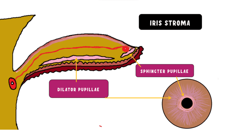 image showing the dilator pupillae and sphincter pupillae in iris stroma