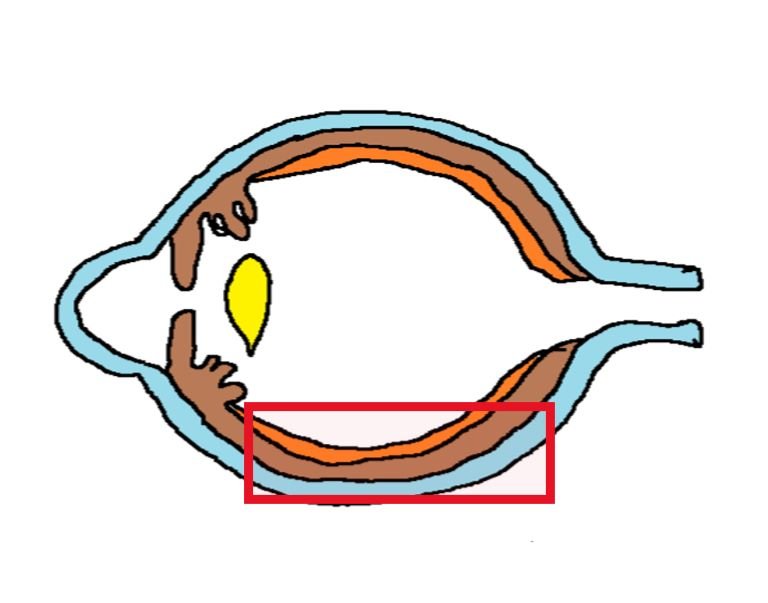 Image showing the location of the choroid