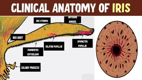 anatomy of iris