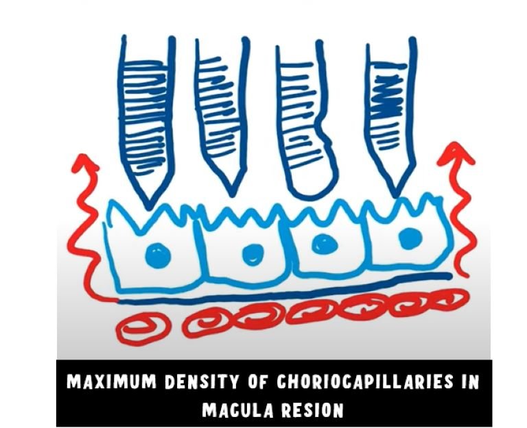 image depicting the choriocapillary density maximum at the macular area