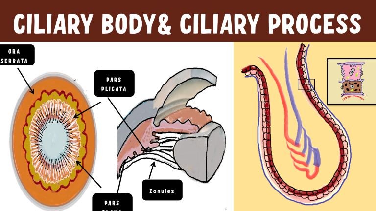 featured image of ciliary body anatomy