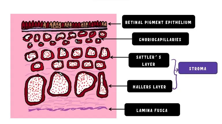 layers of choroid