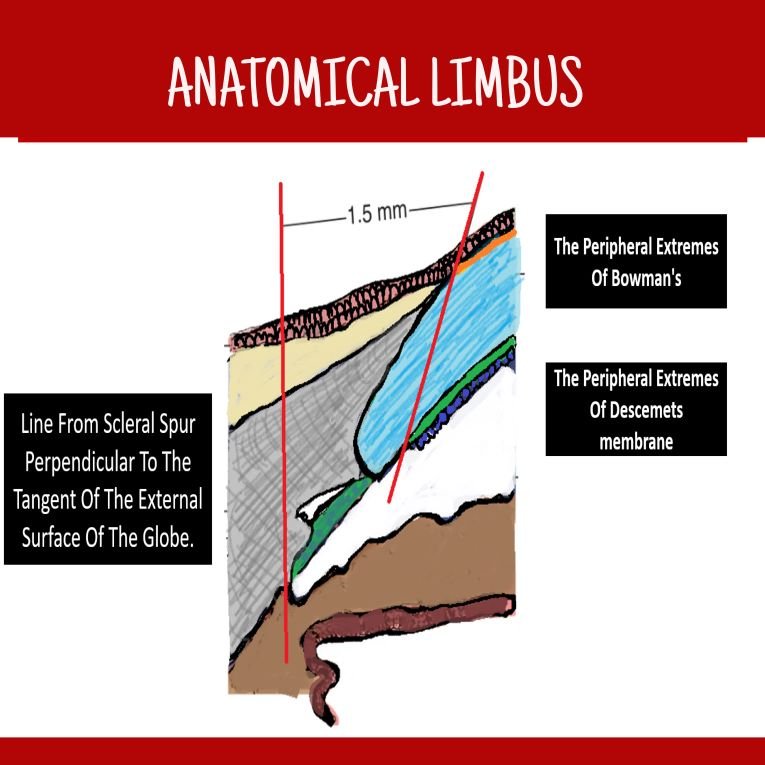 the image depicts the landmarks of anatomical limbus
