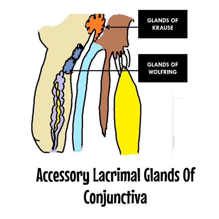 accessory lacrimal glands - glands of krause and glands of wolfring