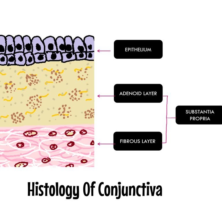 Layers of conjunctiva