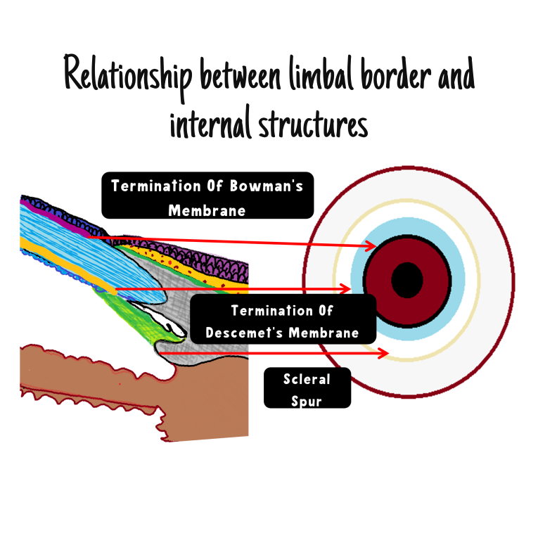 image depicting relationship between limbal border and internal structures