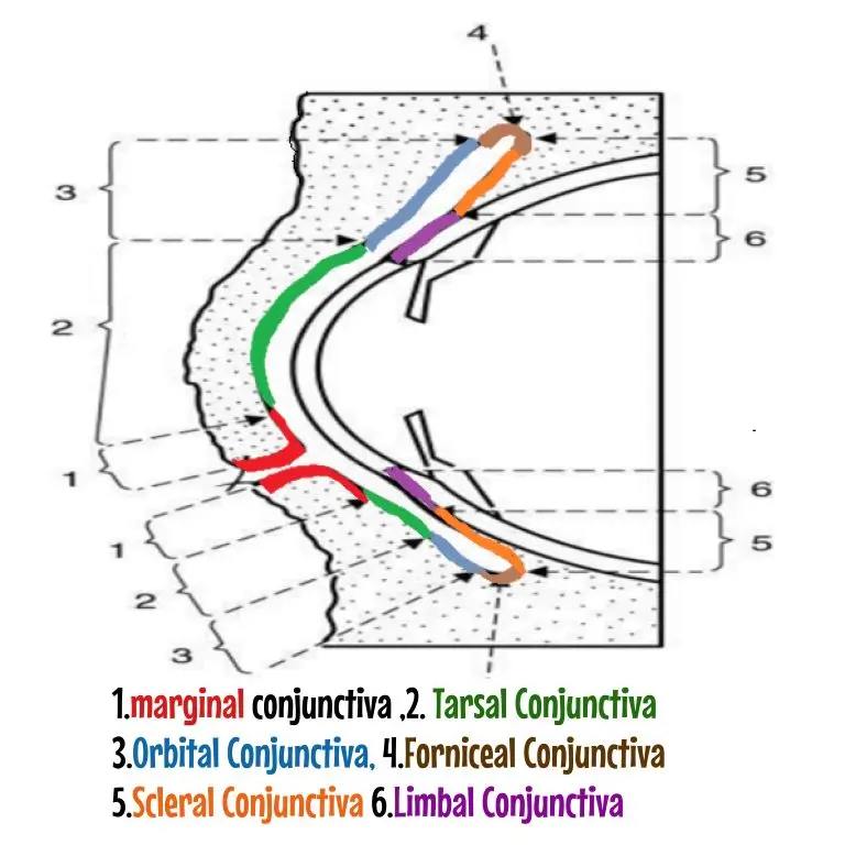 parts of conjunctiva diagram