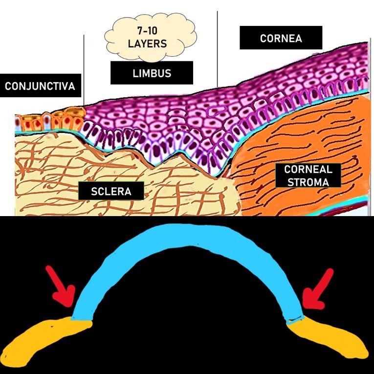 the image depicts that limbus is a transition zone where stratified non keratinised squamous epithelium of the cornea changes into stratifies non keratinised columnar epithelium of the conjunctiva