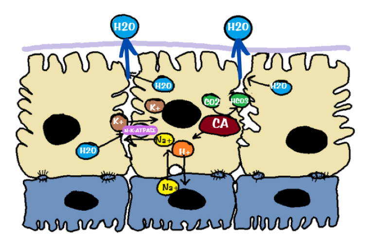 Bilayered ciliary epithelium showing active aqueous secretion via ion transport and Na⁺/K⁺ ATPase pump on basolateral membrane