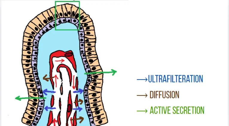 three mechanisms of Aqueous Humor production